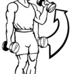 biceps
